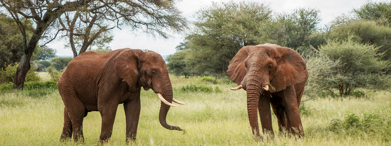 Tarangire National Park