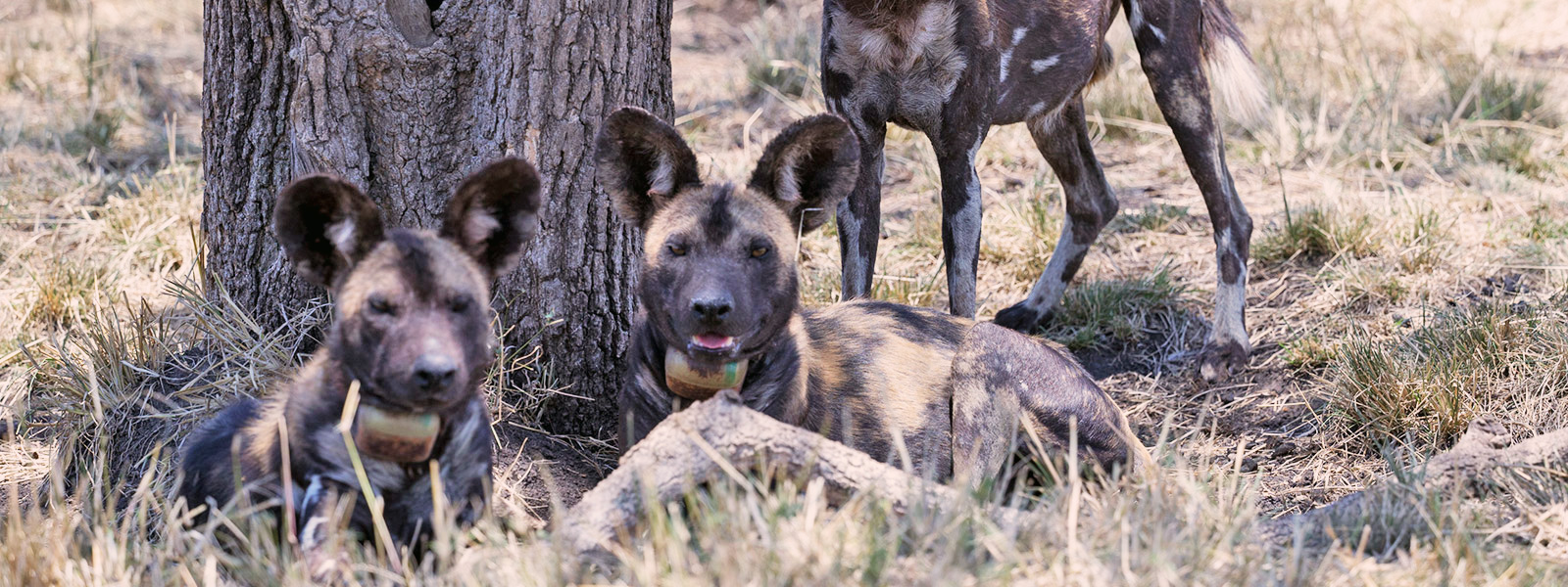 Mkomazi National Park