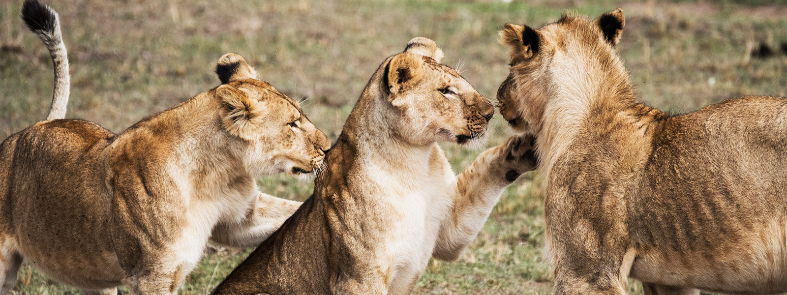 Selous Game Reserve