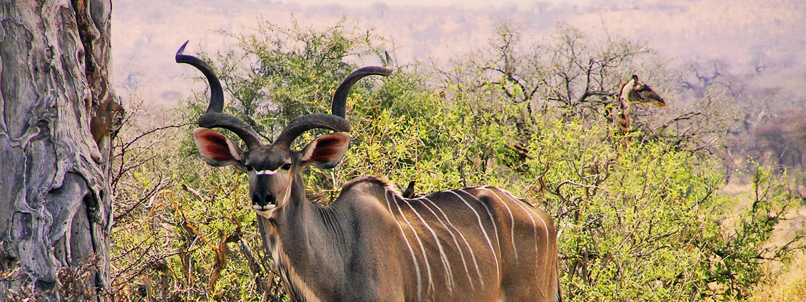 Ruaha National Park