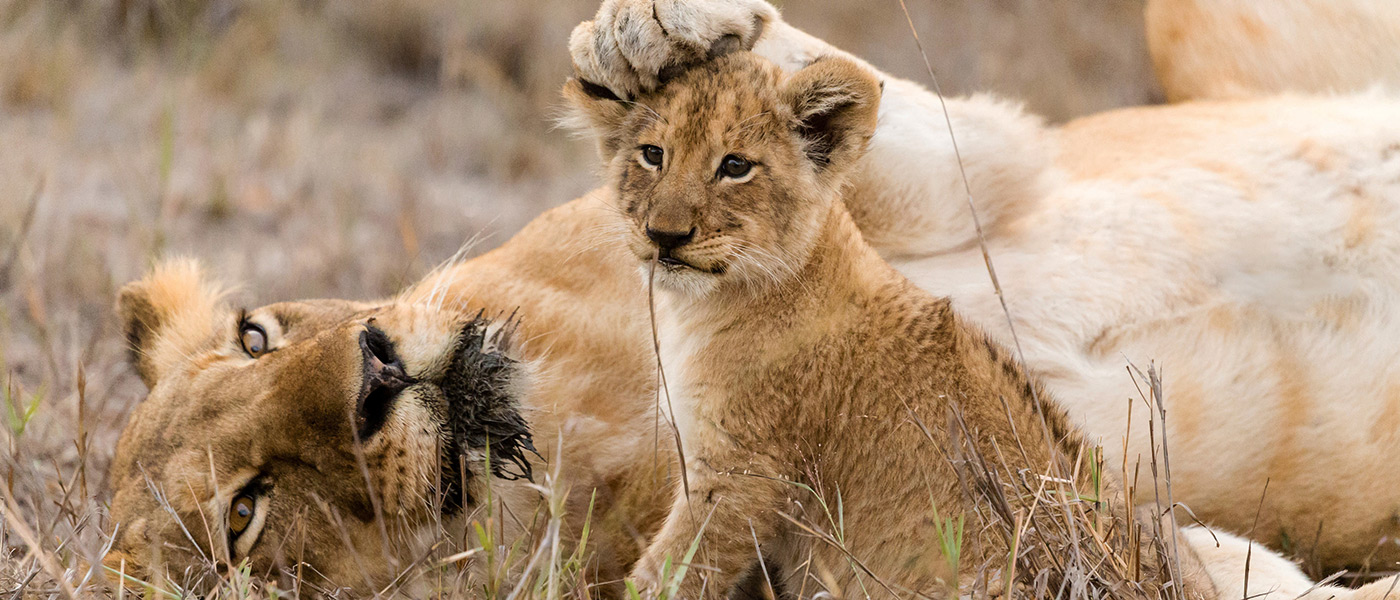 Ngorongoro Crater, Tanzania