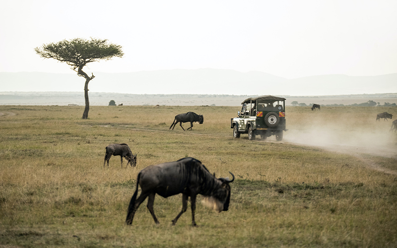 SERENGETI NATIONAL PARK photo1