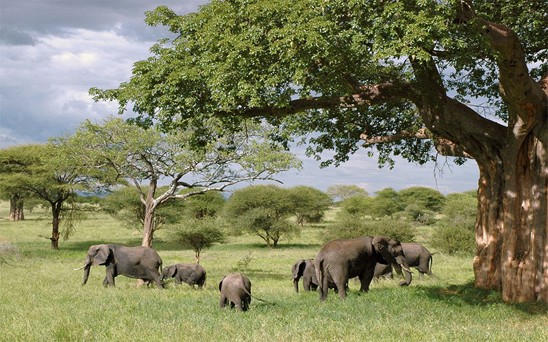 TARANGIRE NATIONAL PARK photo1