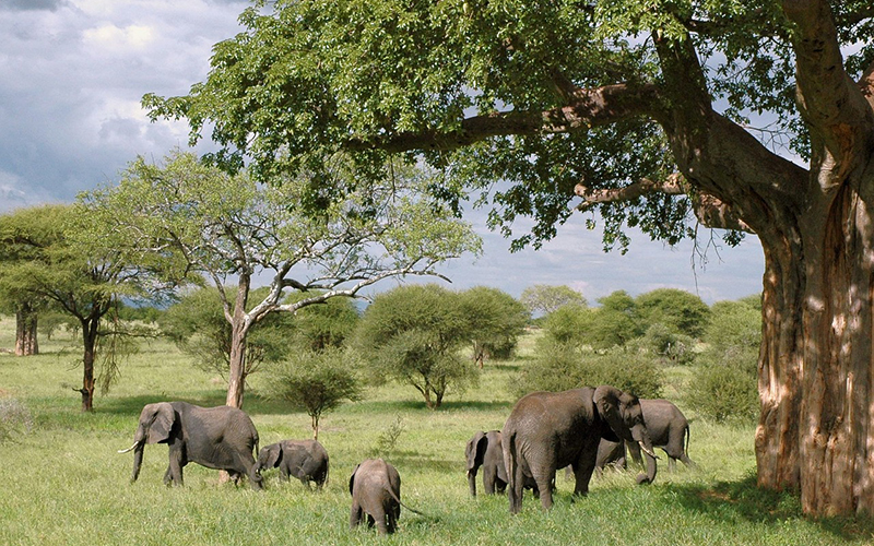 TARANGIRE NATIONAL PARK photo1