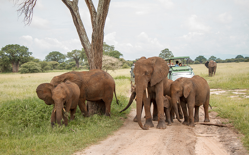 TARANGIRE NATIONAL PARK photo1