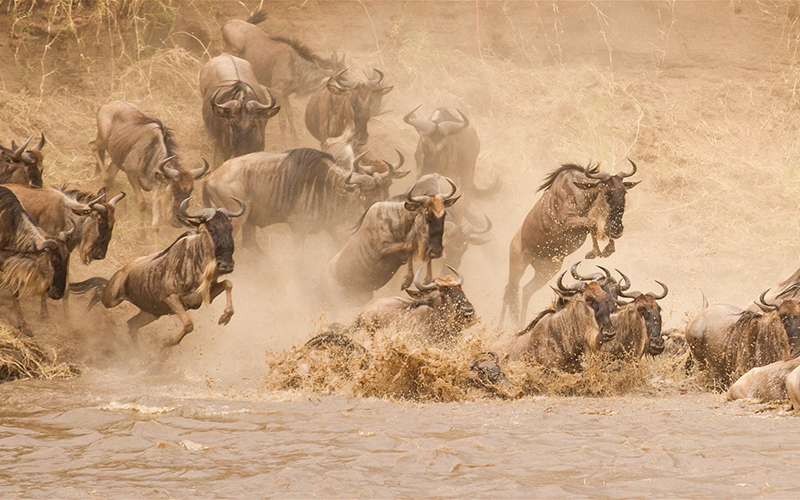 SERENGETI NATIONAL PARK CENTRAL (FULL DAY GAME DRIVE) photo1